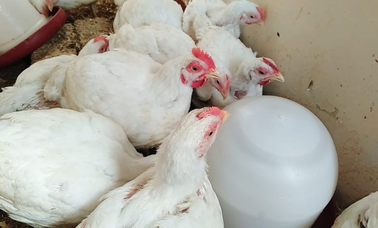 سعر الفراخ البيضاء اليوم