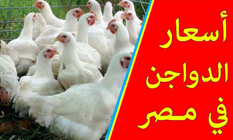 اسعار الدواجن اليوم